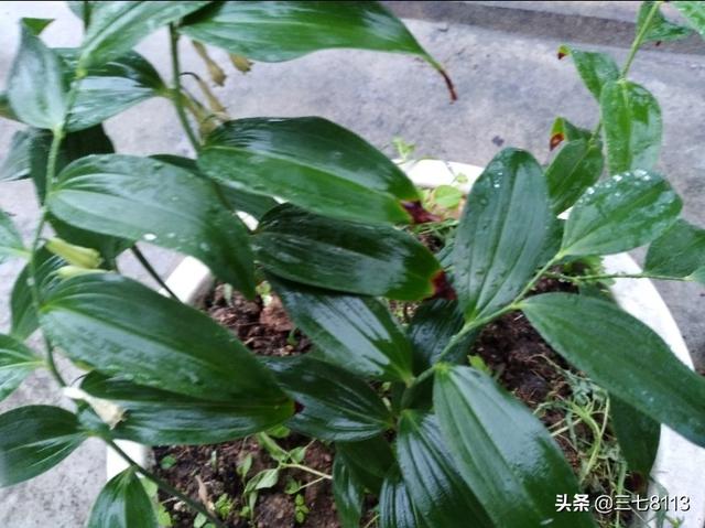 承包土地,种中草药能赚钱吗？本钱大概要多少？