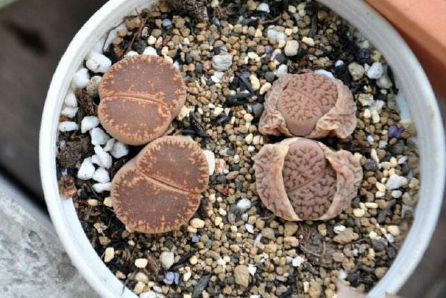 番杏科肉锥花属多肉植物:番杏科多肉植物图鉴 闲来无事，想给多肉pp换盆请问如何操作？