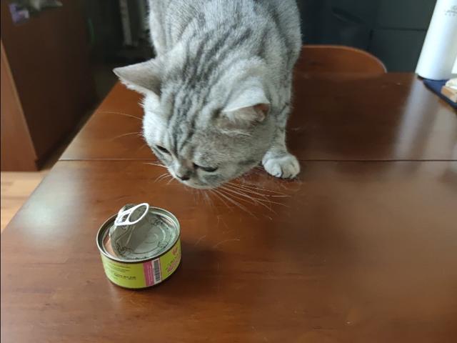 逃出可爱猫咪房间:小猫刚回新家一直躲着不出来怎么办？ 猫咪逃离密室
