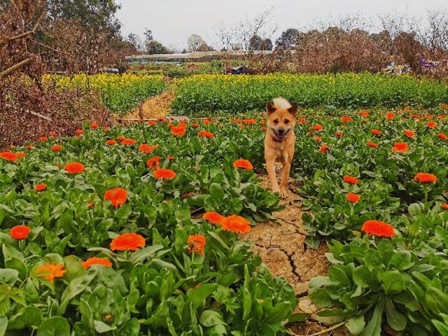 宠物狗大白熊好养吗:宠物狗大白熊 中华田园犬好养吗？它们有什么样的优点？