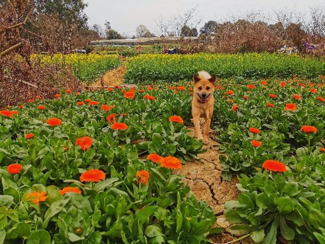 中国福犬灰色:中国福犬出售 国内优秀猎犬，除了下司犬还有什么？有何依据？