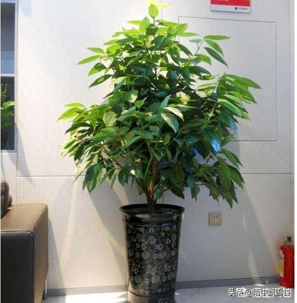 有哪些适合家庭养的大绿植？