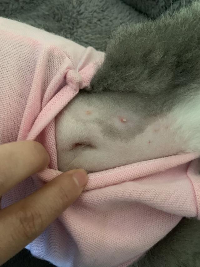公猫绝育后蛋蛋有多大:公猫绝育手术后是否会很痛苦？