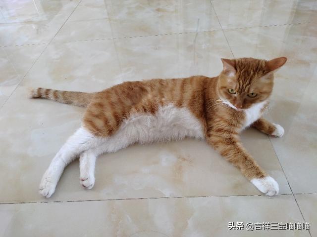 养一只电子宠物猫吧:养猫为什么会上瘾？明明已经有两只了，为啥还想再养？ 电子宠物猫app