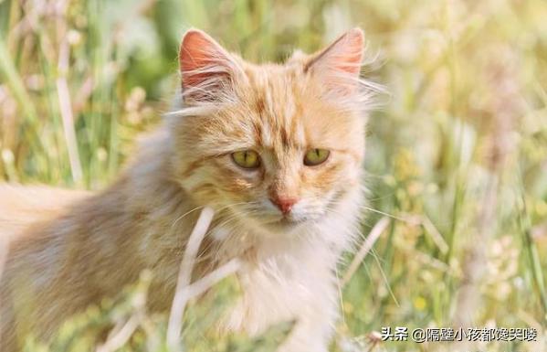 成都加菲猫是什么猫:央视的那只猫最后怎么样？ 加菲猫是什么品种的猫