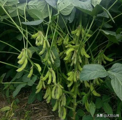 反刍动物用阴离子盐:豆秸秆能粉碎喂羊吗？需要注意什么？