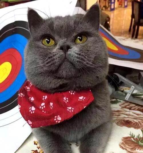 头条问答 - 我刚买的蓝猫,感觉耳朵长的跟其他品种的不太一样,这个是