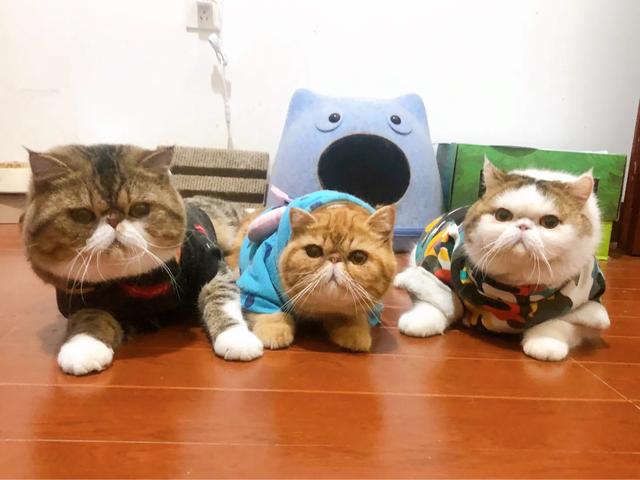 抱抱猫萌翻网友:猫咪想你撸它的时候，会有哪些行为？ 抱抱猫游戏