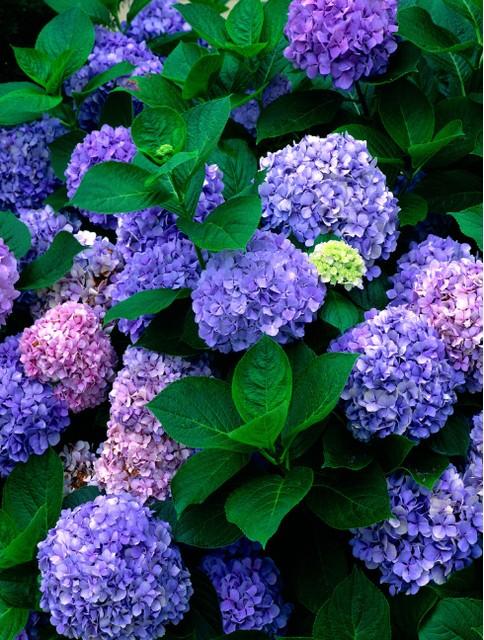 八仙花图片:银边八仙花图片 绣球到了花期还不开花该怎么做？