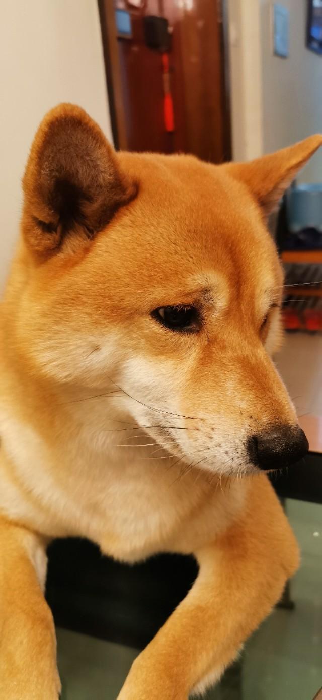 养狗这件事的主题曲:虹畔馨苑里养狗的多不多？遛狗的都拴狗绳吗？有流浪宠物吗？ 养狗相关的主题曲