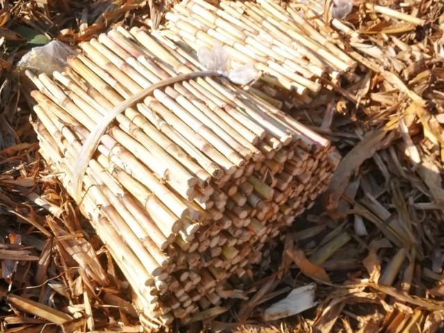 一路奔跑的蘑菇的关注:如果提莫的蘑菇改成只能炸英雄，请问这是增强还是削弱？