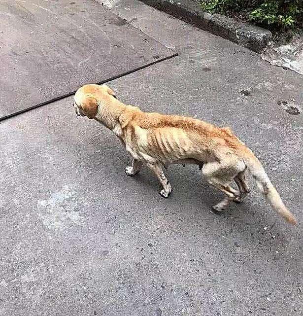 流浪狗和流浪猫好句子:疫情封城封期间，那些流浪猫狗有谁投食？ 流浪狗咬死流浪猫