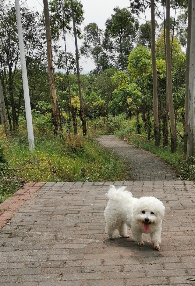 狗狗全家福:晒晒你家的狗子照片或者猫咪照片怎么样，让大家看看可爱不？ 狗狗全家福简笔画