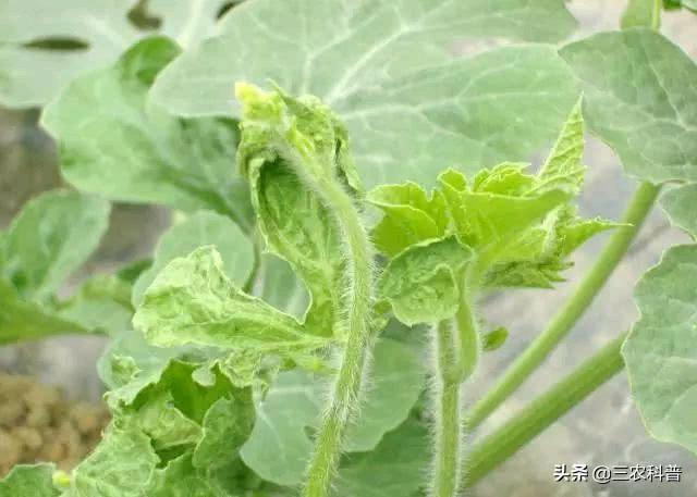 西瓜蚜虫怎么防治:西瓜我错用氯化钾有什么办法补救吗？