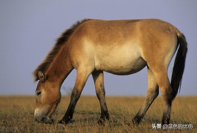 我属虎老公属猪，虎和猪是绝配吗？