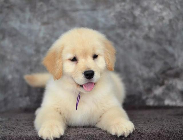 金毛犬吧:有没有养金毛的朋友，可以说说金毛的优缺点吗？该怎么养？ 金毛犬吧 百度贴吧