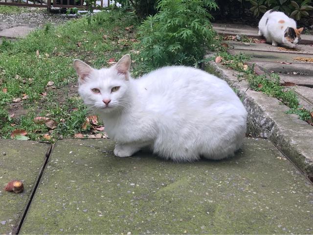 疯猫网络不锈钢:如何判断猫咪的表现是在咬你，还是在和你玩？