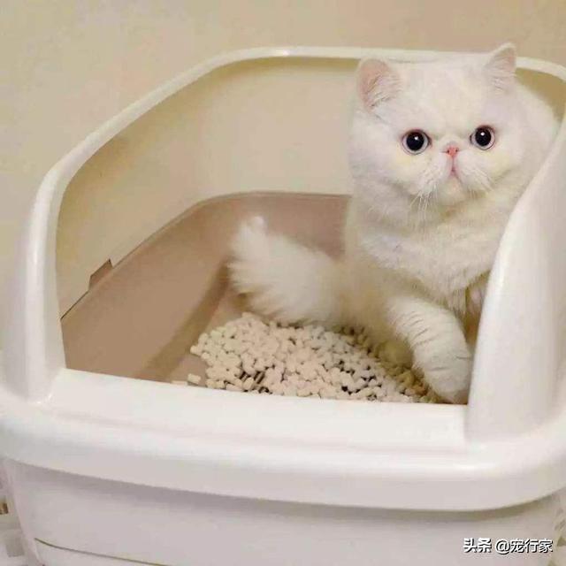 土猫:猫只会在有猫砂的地方上厕所吗？