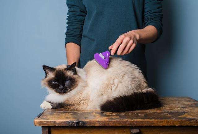 上班族可以养什么品种的猫？