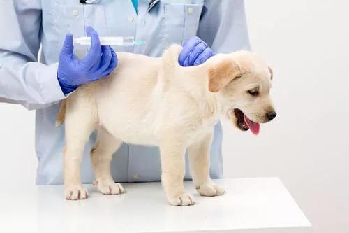 狗狂犬疫苗副作用:狂犬疫苗对人体的副作用有多大？是否每次被狗咬伤后都需要注射？