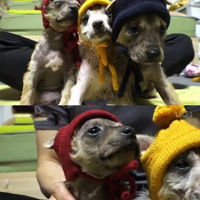 最丑的狗有哪些:你看到过的最奇怪的狗狗长什么样？