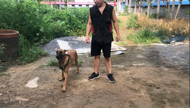 边境牧羊犬多钱:想买边境牧羊犬，大概多少钱？