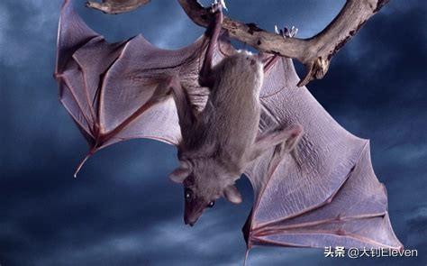 蝙蝠体型小,心跳每分钟达1000次,为什么寿命有30年之久？