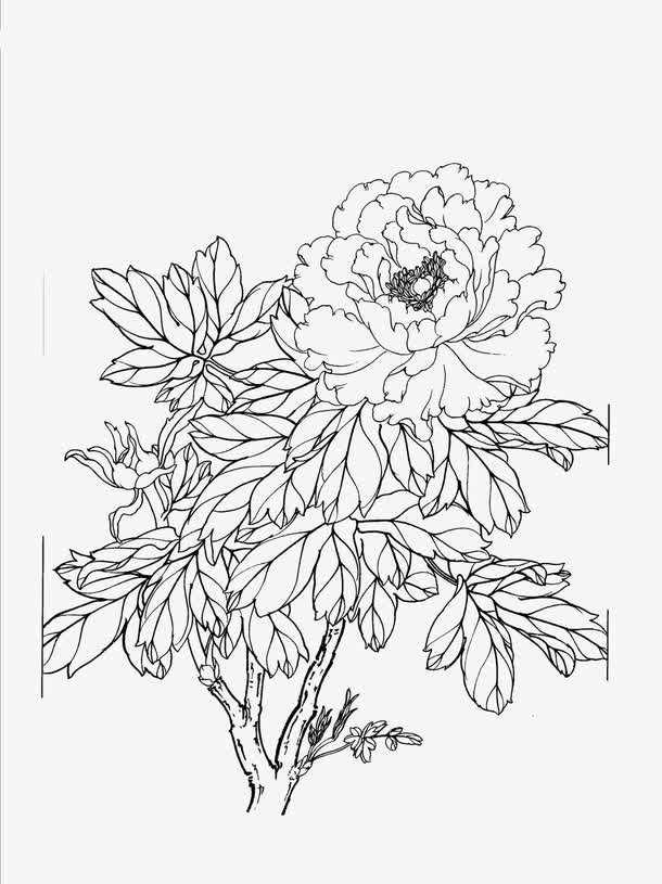 红耳鹎白描写生图片:美术课堂上你想换一种什么样的形式来上？