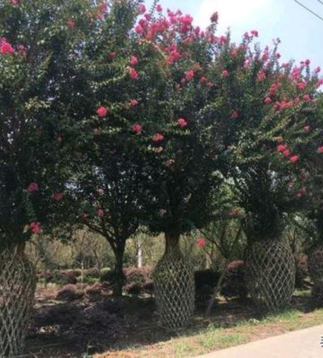 元宝枫图片:元宝枫图片大图 我有十亩地，我想种点风景树，有前景好的品种推荐吗？