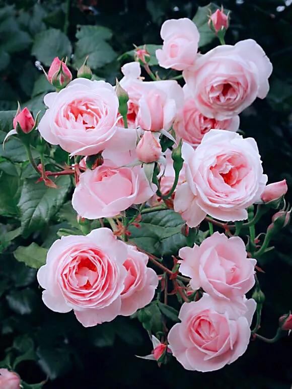 最香的几款月季品种是什么？插图90