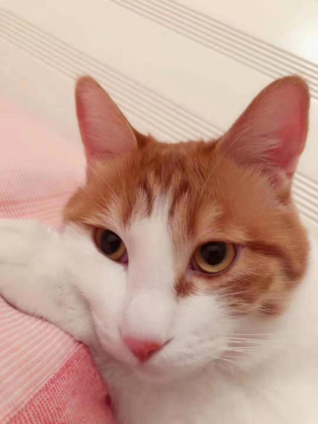 给英短吃的猫饭:给普通家猫喂剩饭剩菜能不能养好？