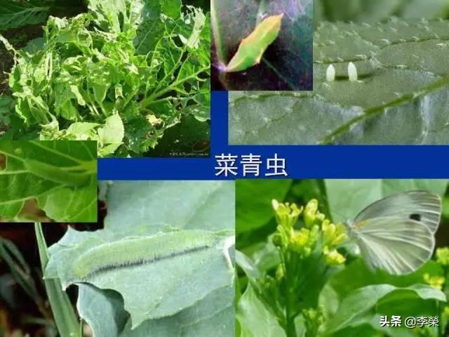 头条问答 菜园里的青菜被虫咬了很多孔 是什么害虫 该怎么防治 李榮的回答 0赞