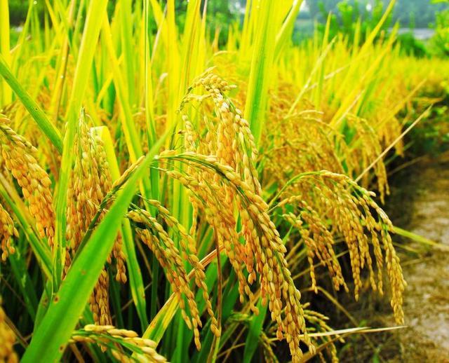 非洲适合水稻的种植和生长吗，在非洲土地能种植稻花香水稻吗