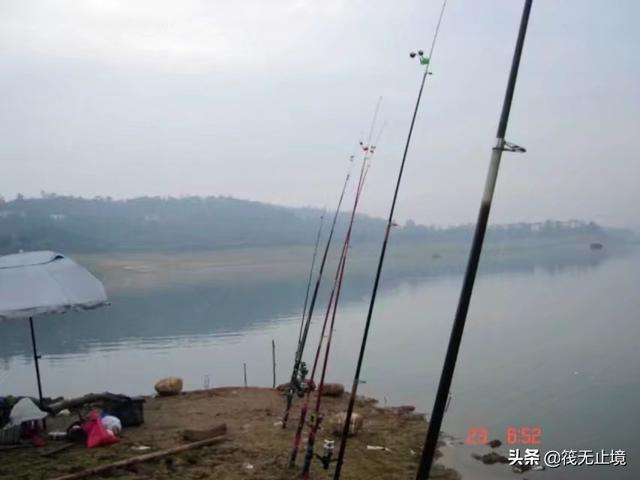 黄金鲤吃什么食料更金黄:大型黄金鲤鱼怎么做 钓鲤鱼用什么打窝比较好？