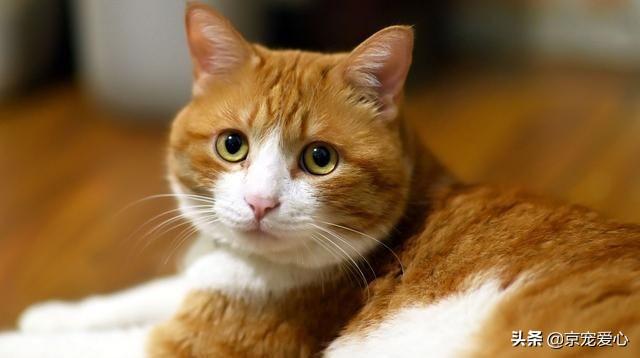 养猫的坏处:养猫有给你的生活带来不同吗？