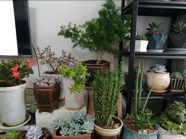 巴西龙骨受冻图片:请各位老师看看我的龙骨截顶后，一个多月了不发芽？