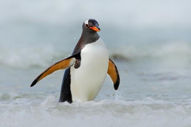 为什么企鹅被称为自然界最腹黑的动物？插图25
