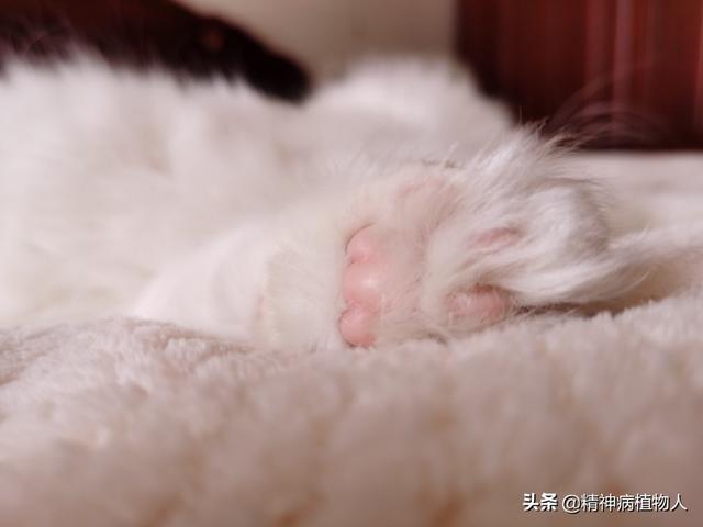 猫传腹真的没法救活吗，猫传腹是猫的什么病，真的像兽医说的那样无药可治吗