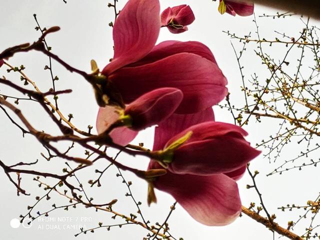 紫玉兰高清图片:紫玉兰图片大全大图 现在紫玉兰花开的正茂盛，大家有收藏紫玉兰花照片吗，分享一下？