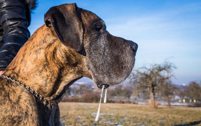 头条问答 狗狗为什么会流口水 训犬师蚊子的回答 0赞