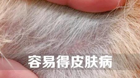 豆柴犬好养吗:网红狗“柴犬”好不好养？