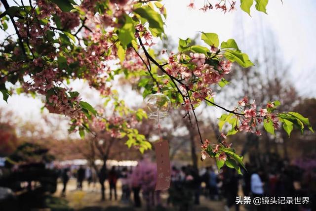 梁朝伟樱花照:如何评价《摆渡人》这部电影