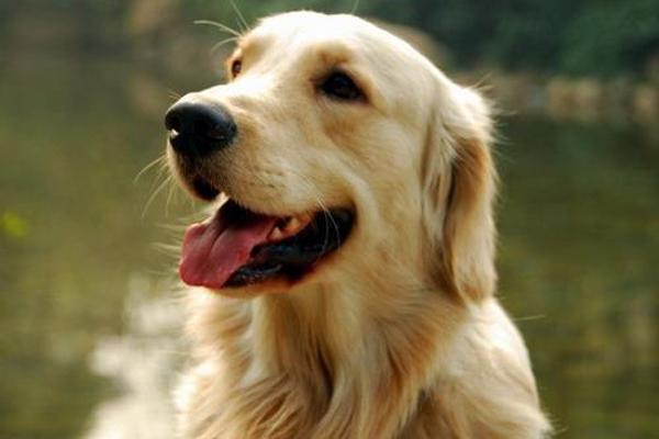 最近受欢迎的宠物犬种有哪些？它们的寿命有多长？