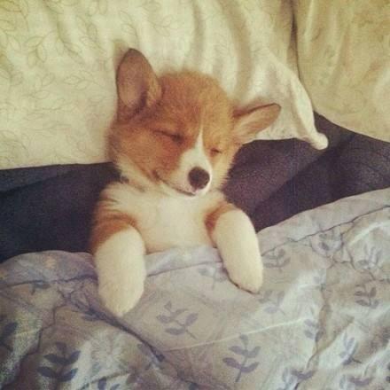 柯基论坛:养狗为什么最好不要选择柯基犬？