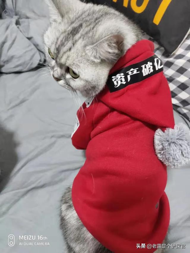 踩到猫了谱子:猫咪便便后总是踩到屎，是因为它蠢吗？