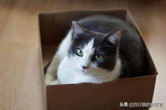 关在家里的猫的猫瘟吗:猫瘟是什么原因引起的？能治好吗？