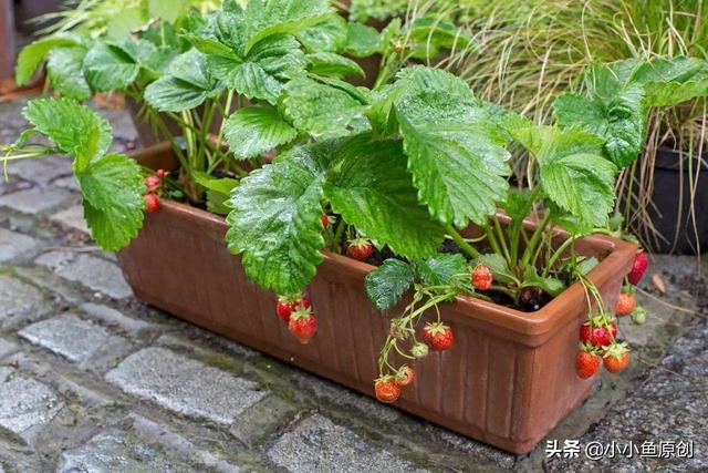 双色草莓和紫草莓混养:双色草莓可以和什么鱼混养 草莓重茬种植常死苗，怎么办啊，有哪些防止方法？