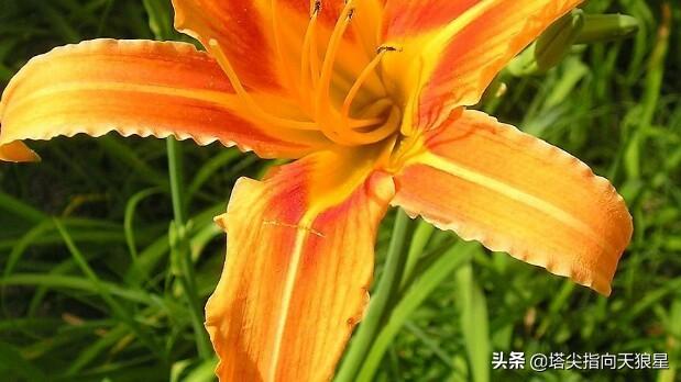 花叶万年青 有毒:花叶万年青有毒吗 养猫花瓶里不能插哪些花？