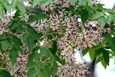 哪里有种植苦莲子树的