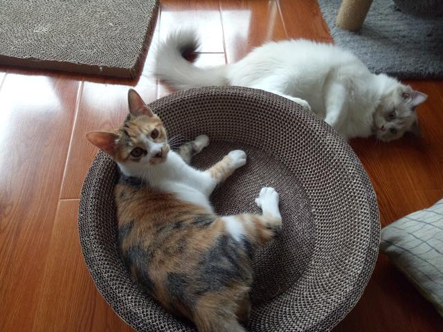 宠物猫种类及图片名称:你养过的最爱的猫咪是哪只？